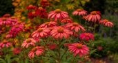 Королевский сад: 12 шикарных многолетников, которые украсят участок в конце лета и осенью - ничего не боятся