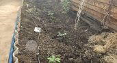 Первый огурец прятали от чужих глаз: необычные традиции на 2 июня