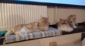 Кошка и беременность: проверять на инфекции или прощаться?