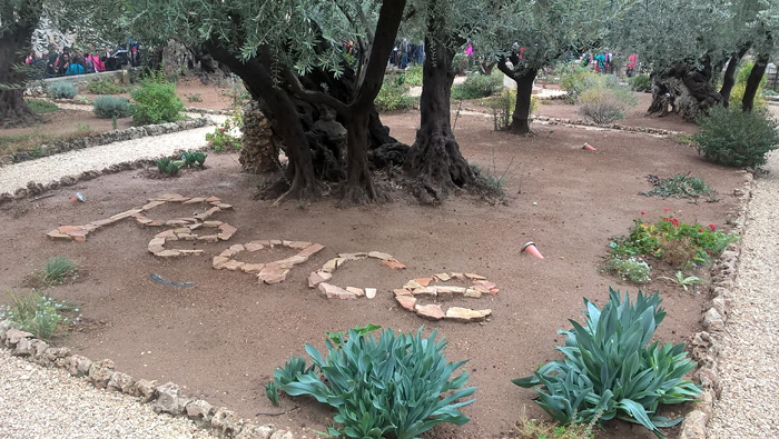 Древняя олива в Гефсиманском саду