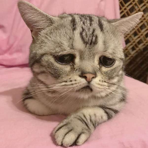 самая грустная кошка в мире