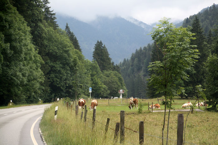 Альпийские луга с коровами