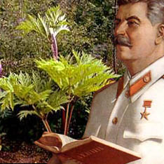 Иосиф Сталин начал разводить борщевик