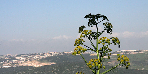 Вид на Назарет с горы Фавор
