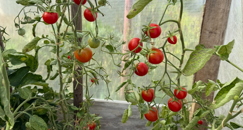 Лучшее время для посева семян томатов в 2026 году по Лунному календарю - должен знать каждый дачник