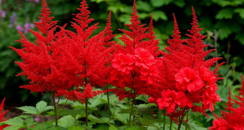 15 чудных многолетников, которые растут без ухода и танцев с бубном - цветут и радуют все лето