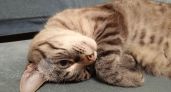 7 минут и ковер, как после химчистки: теперь убираю кошачью шерсть только так. Три простых способа