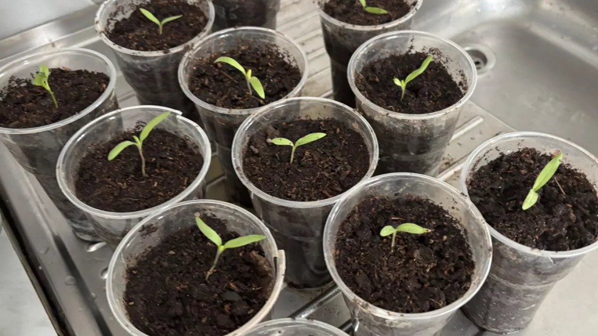 Смешиваю с землей 3 ингредиента - и крепкая рассада обеспечена. Мощные корни за 12 дней