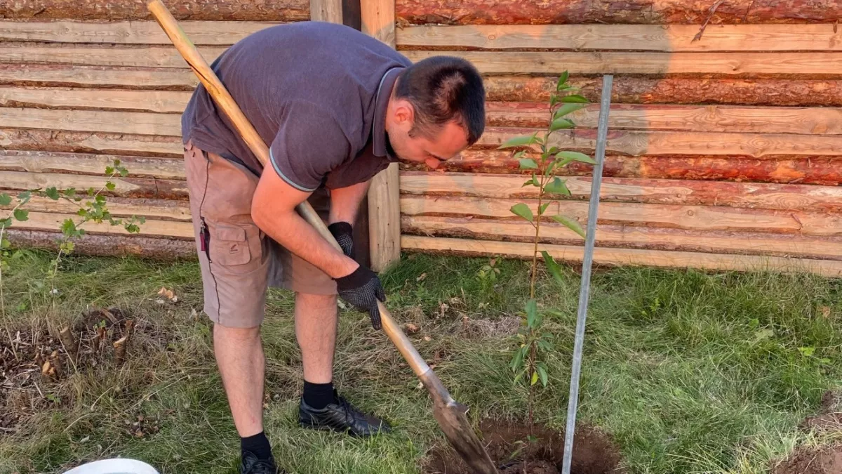 15 эффектных растений для живой изгороди - с ними даже забор не нужен: прячемся от соседей красиво